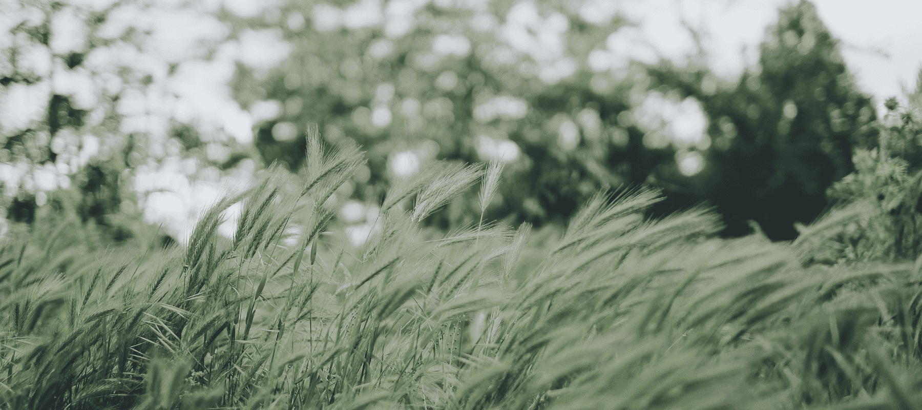 Featured image for “The Laborers are Few”