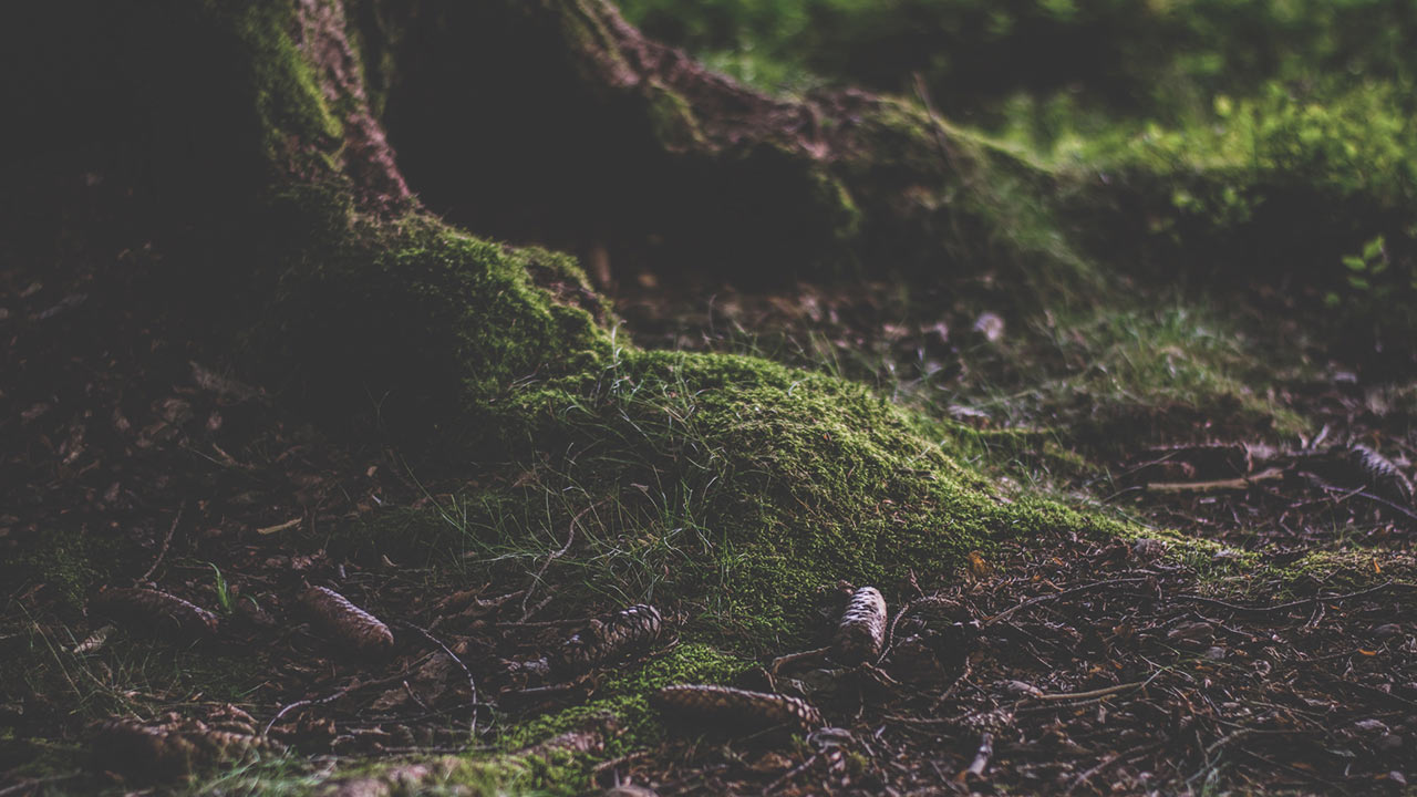 Featured image for “At the Root”
