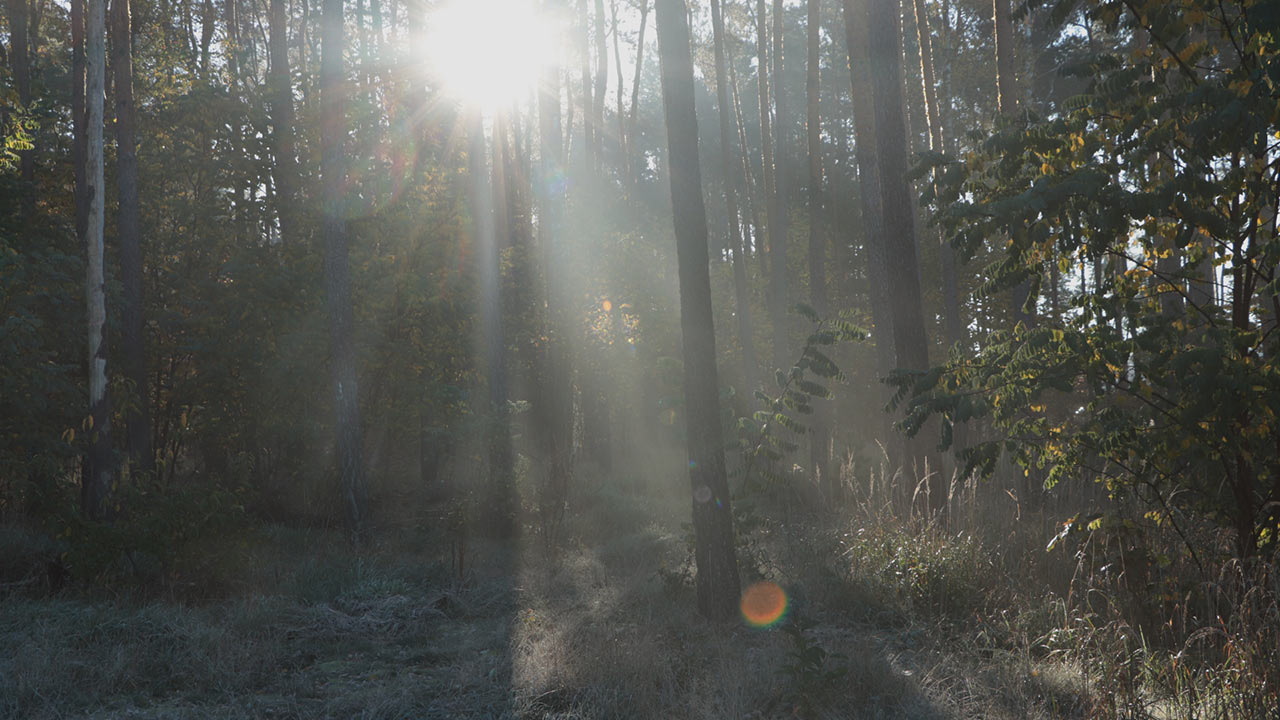 Featured image for “Reverence for the Never-Ending Light and Life”