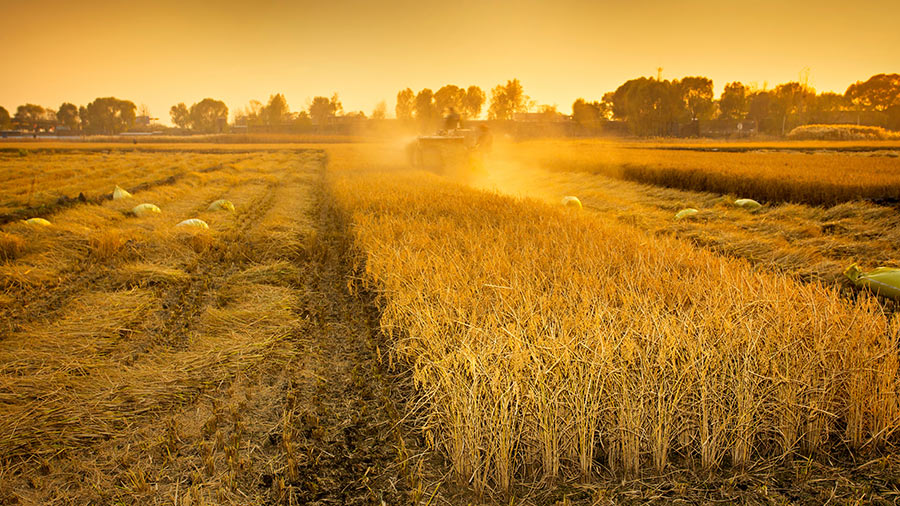 Featured image for “The Harvest of Not Giving Up”