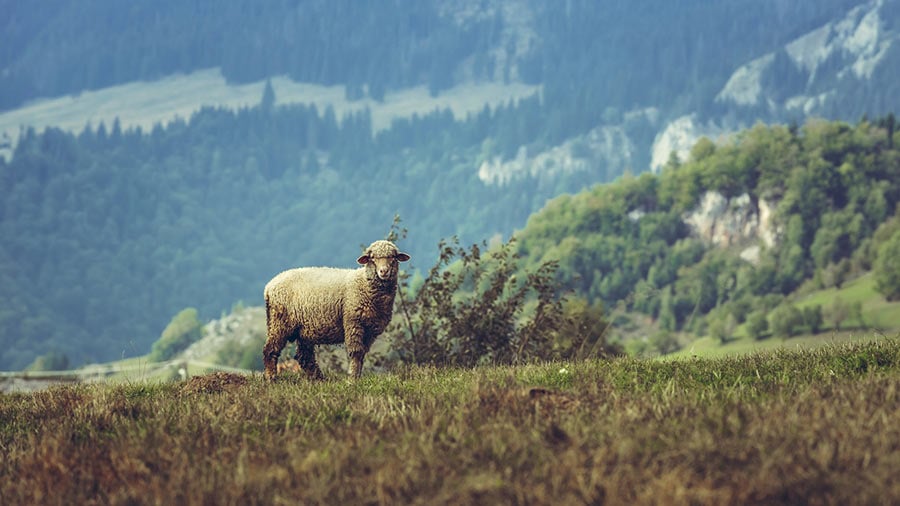 Featured image for “Sheep Tenders”